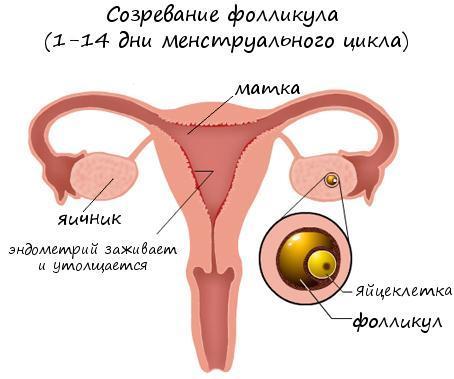 яйцеклетка на первой недели беременности