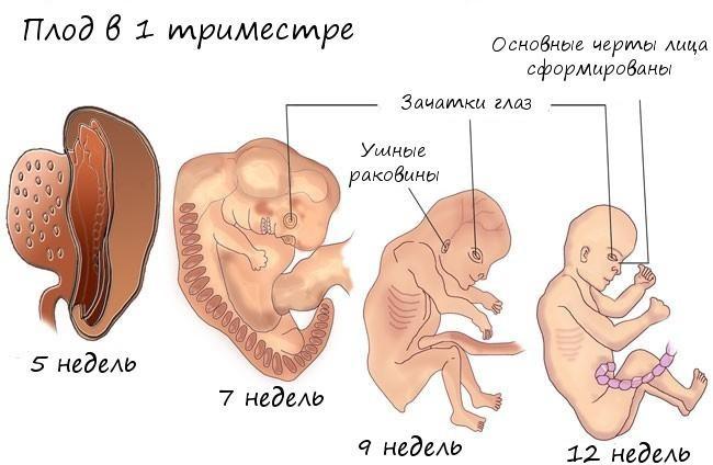 Развитие плода в первом триместре